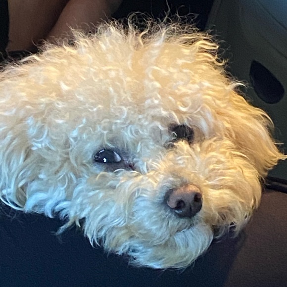 Meet your Posher, Corrie - Picture 1 of 1